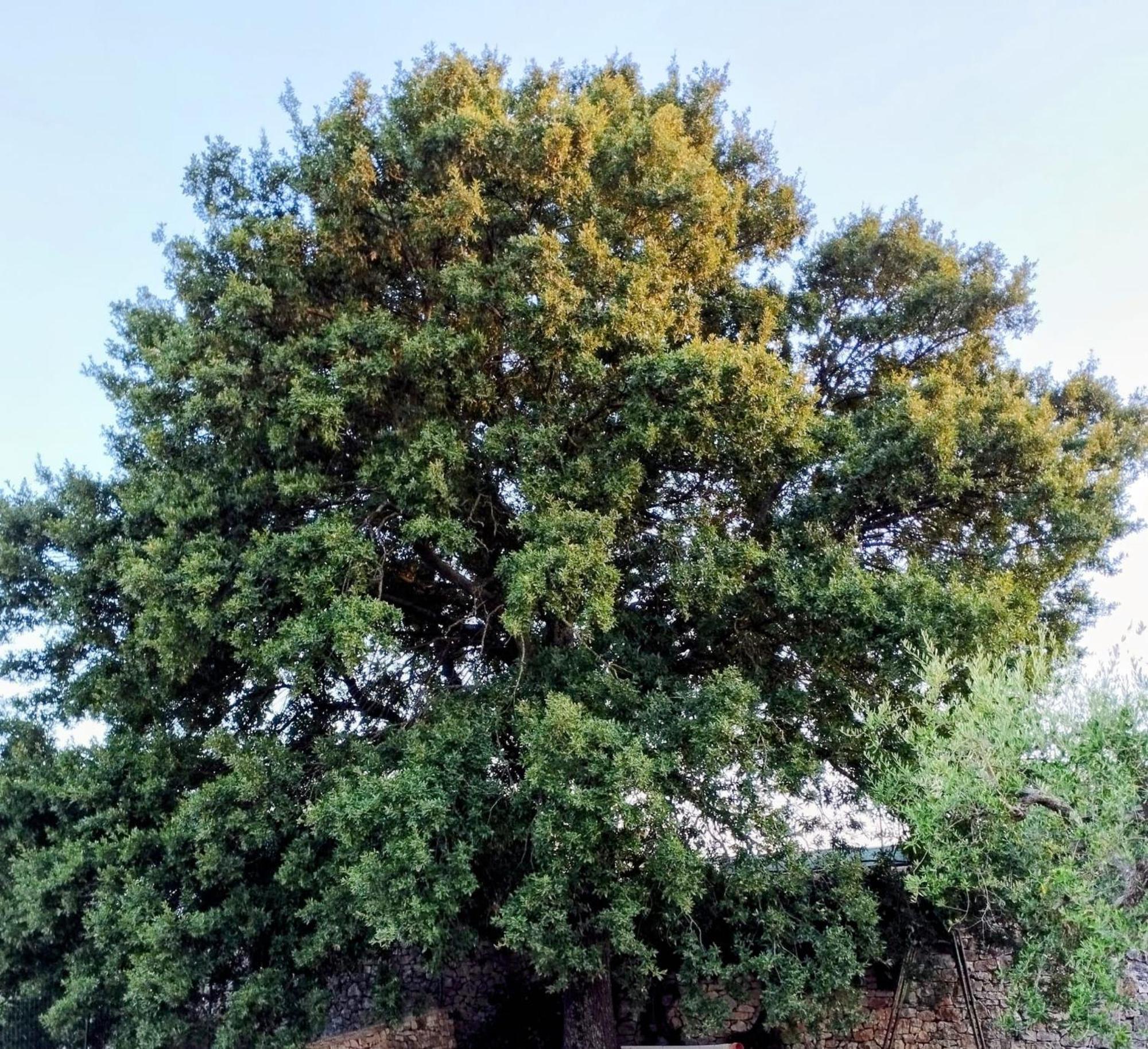 Trulli La Quercia Del Nonno Villa Locorotondo Buitenkant foto
